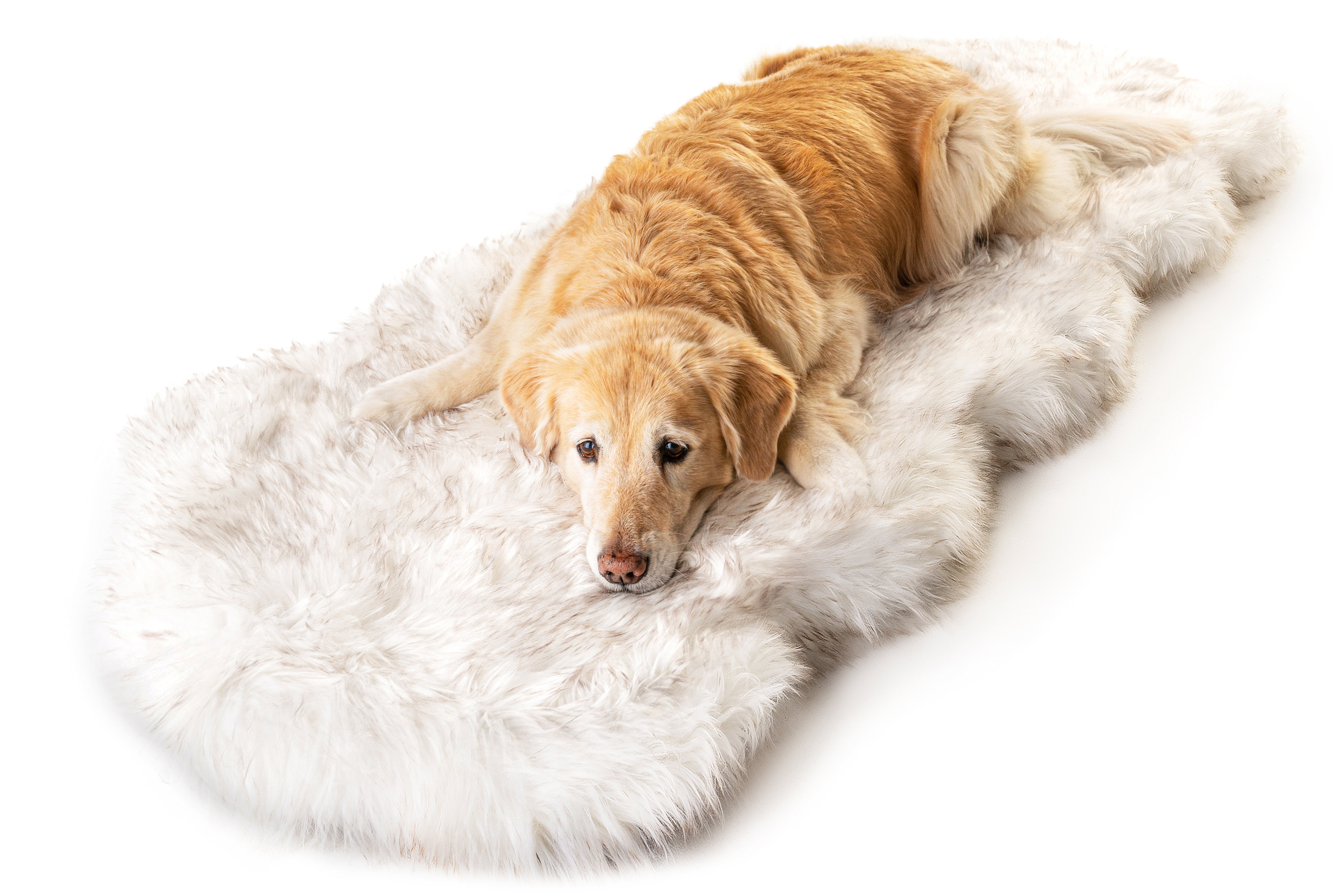 Paw Brands Puprug Runner Faux Fur Memory Foam Dog Curve Mat Reviews Wayfair Canada